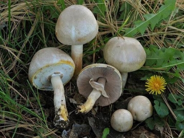 Світ грибів України » Agaricus xanthoderma